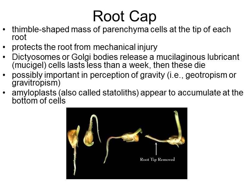Root Cap thimble-shaped mass of parenchyma cells at the tip of each root 